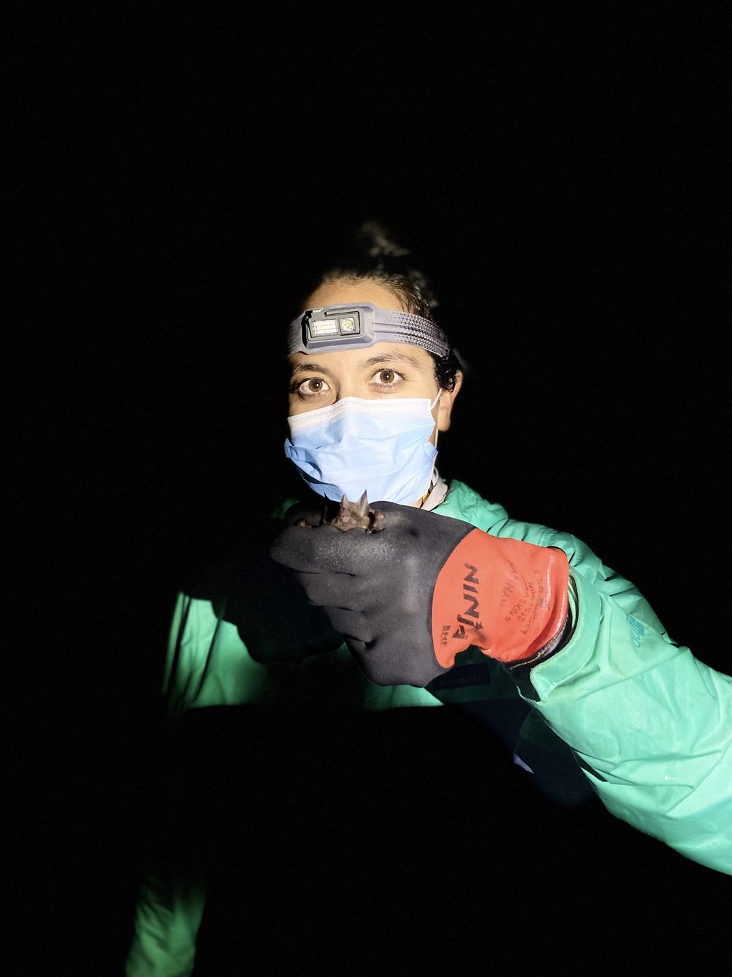 Dr. Tanya Lama, wearing a headlamp and field gloves, holds a small bat during nighttime fieldwork